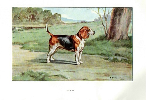 1900 beagle cane stampa - 1900,