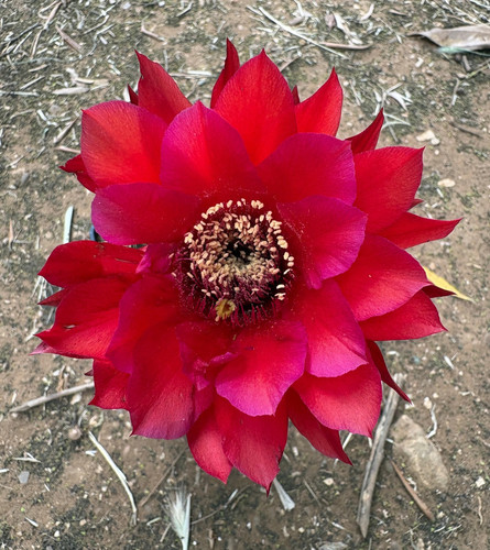 Cereus grandiflorus cactus - grandiflorus,
