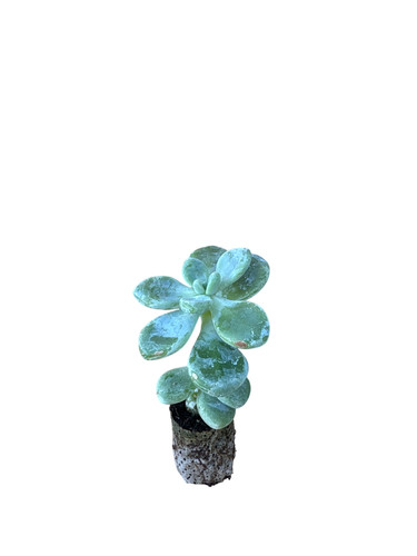 Pezzi piante grasse - pezzi,