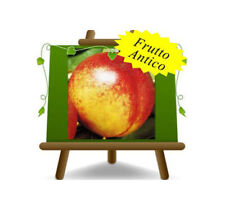 Nettarina Polpa Gialla Fairlane Altezza: 170~200 cm Eta: 4 anni Vaso:  24/26 cm