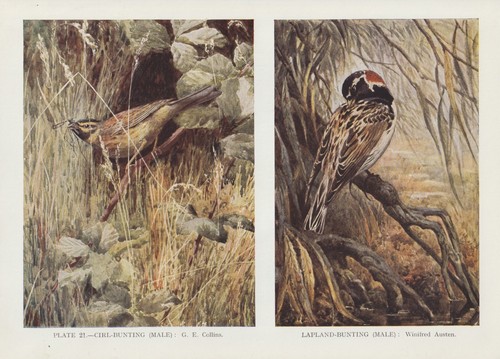 Recinzione ammer emberiza - recinzione,