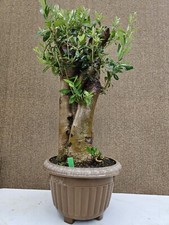 Old European Olive Bonsai