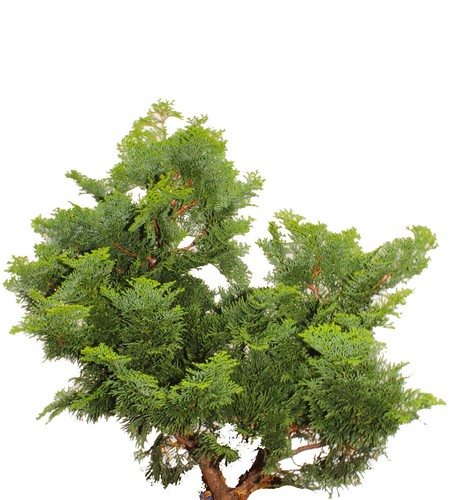 Chamaecyparis obtusa nana - obtusa,