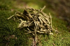 Undlela Ziimhlophe | Silene