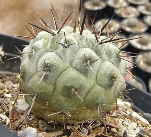 Vendita raro cactus - 4,2,