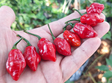 15 semi peperoncino CABACINA