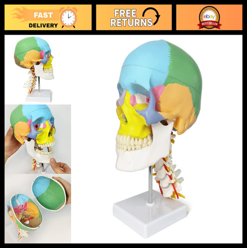 Modello anatomico teschio
