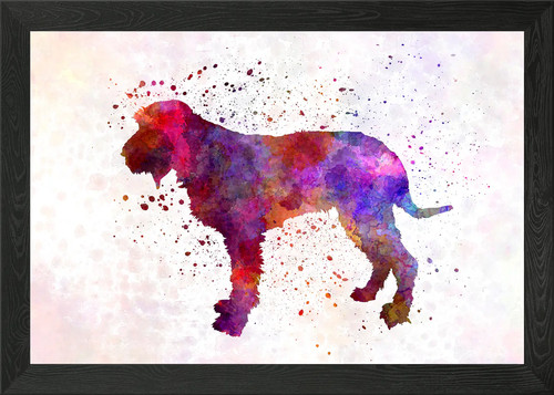 Blue gascony griffon - griffon, dog