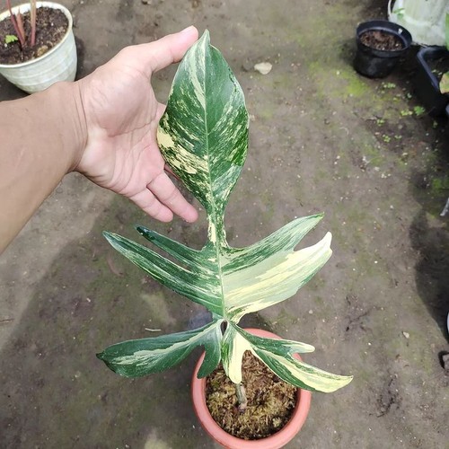 Pianta bellezza variegata - bellezza,