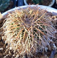 Discocactus bahiensis (Vereda do Mairi) SEEDS - A19 - SEMI di Cactus Raro