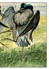 Figurina uccelli panini - figurina,