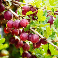 Uva spina rossa - uva,