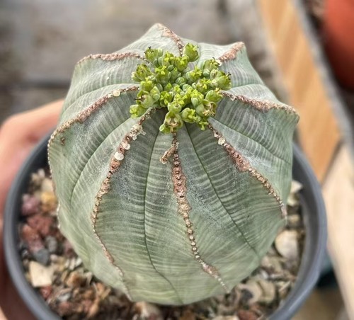 Vendo rara pianta - , euphorbia