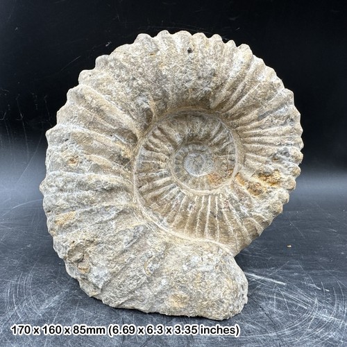 Fossilised giant ammonite - fossilised,