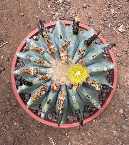 Ferocactus glaucescens inermis - ferocactus,