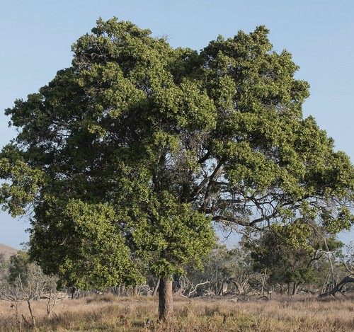 Album santalum albero di - album,