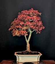 BONSAI DI ACERO ROSSO
