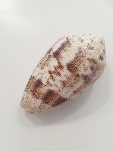 Conus arenatus puncticulatus - conus,
