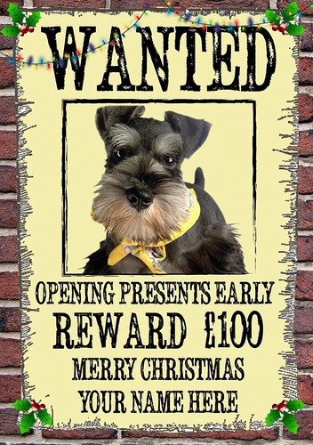 Miniature schnauzer chw20 - miniature,
