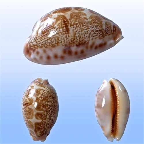 Cypraea geographica nana - geographica,