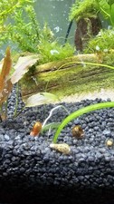 Set Misto 20 lumache acquario