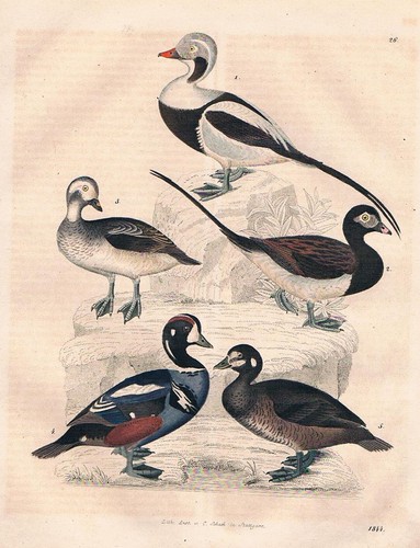 1844 anatre lithografia - 1844,