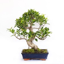 Bonsai ficus microcarpa - bonsai,