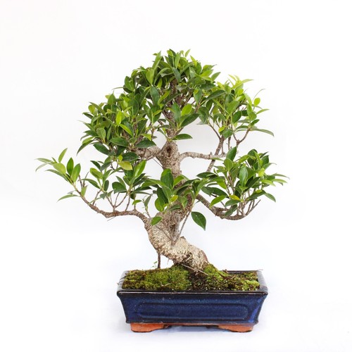 Bonsai ficus microcarpa - bonsai,