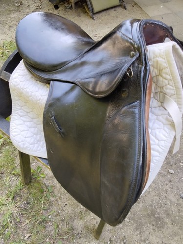 Stübben romanus dressage - stübben,
