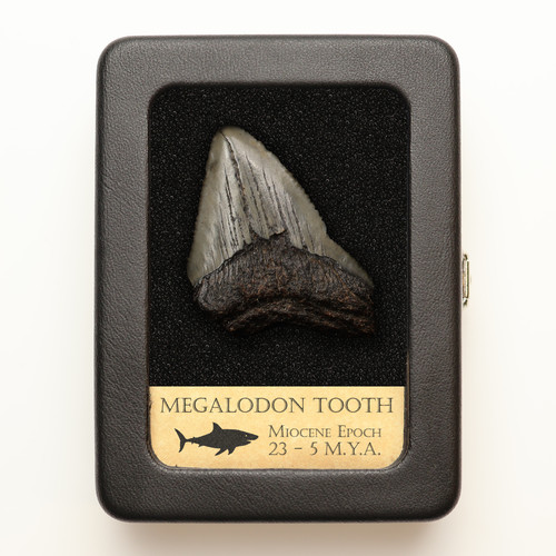 Dente megalodonte con vetrina - dente,