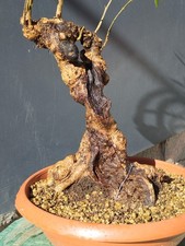 Bonsai Olivastro 50x21cm In