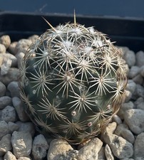 Coryphantha glanduligera PAR118   ,cactus, Kakteen