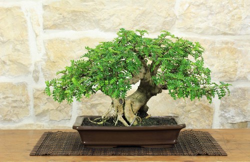 Bonsai pepe giapponese - di,