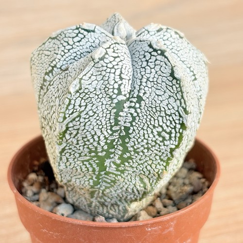 Astrophytum cokabuto pot - ,,