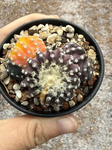 Discocactus horstii pianta