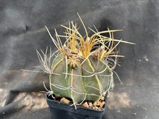 ASTROPHYTUM CAPRICORNE AUREUM - IL GIARDINO DI MAYA CACTUS 99