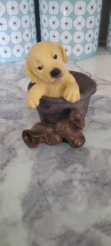 Labradorgolden lab puppy - labradorgolden,