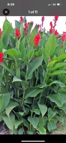 Canna lily bulbs - bulbs, (2)