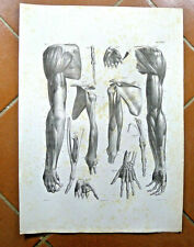 disegno antico  ANATOMIA MEDICINA 1838 IDEA REGALO MEDICO ARREDO POSTER QUADRO
