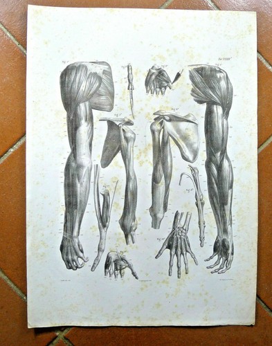 Disegno antico anatomia - ,