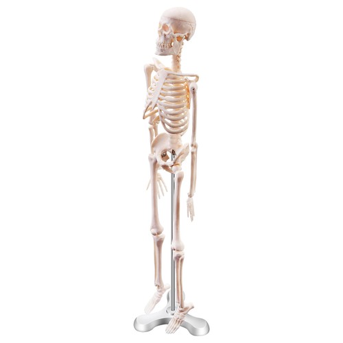 45cm anatomia umana - anatomia, anatomica