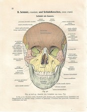 Stampa antica ANATOMIA DEL