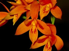 Cattleya Species 'Orange Glow'
