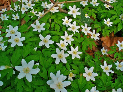 Graines anemone - 10,