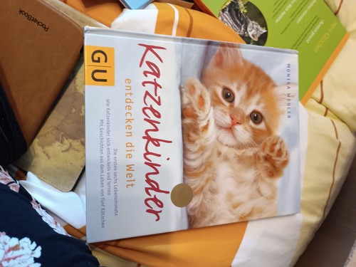 Katzenkinder entdecken die