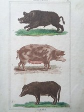 Buffon/Vauthier Incisione