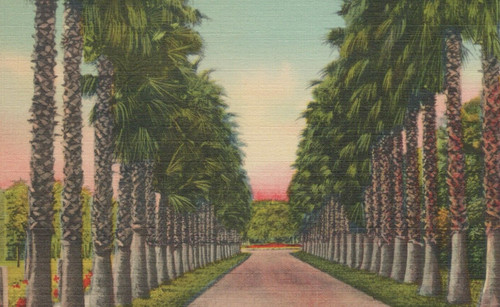 Washingtonia robusta palm - robusta,