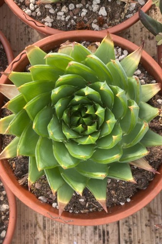 Pianta vera aloe polyphylla - di,