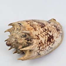 Conchiglia Cymbiola Nobilis