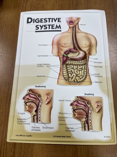 Grafici corpo umano - umano, 3d